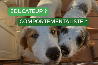 éducateur canin comportementaliste canin